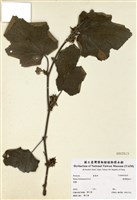 藏品(臺灣懸鉤子)的圖片